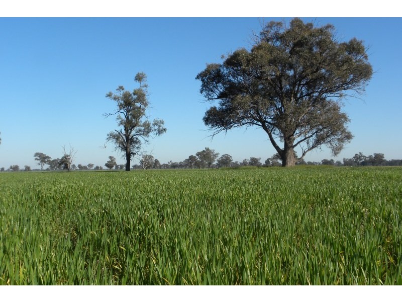 119 Bland Estate Road, Young NSW 2594