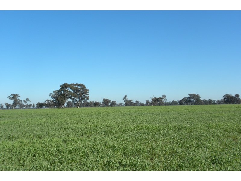 119 Bland Estate Road, Young NSW 2594