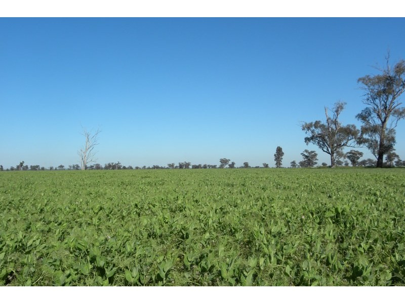 119 Bland Estate Road, Young NSW 2594