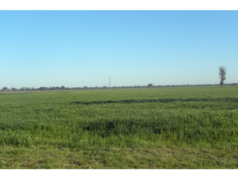 265 Peels Lane, Young NSW 2594