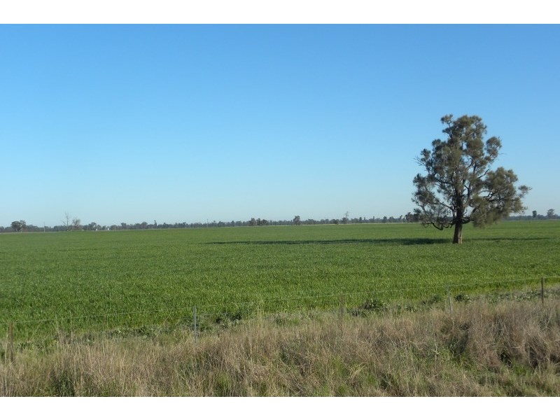 265 Peels Lane, Young NSW 2594