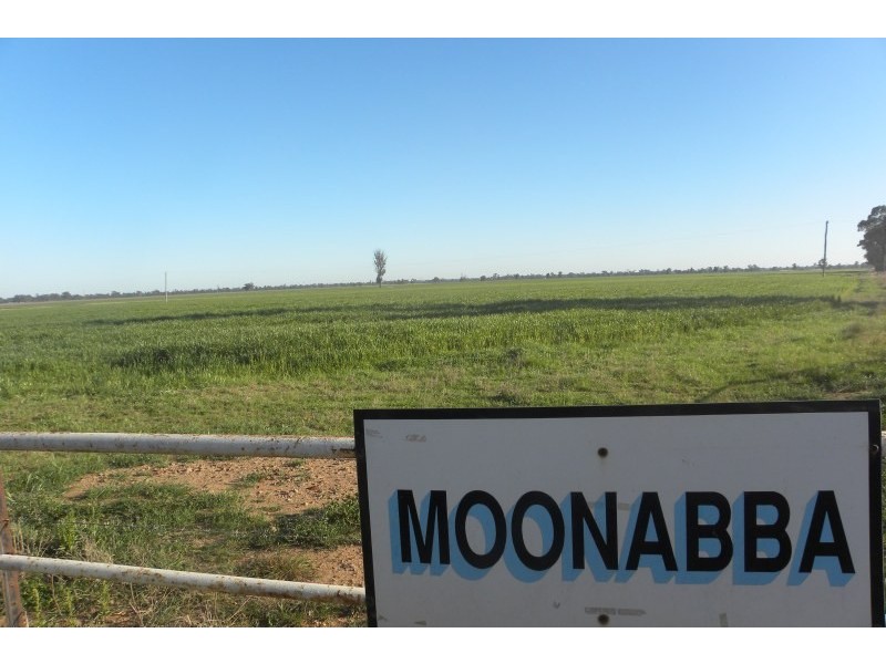 265 Peels Lane, Young NSW 2594