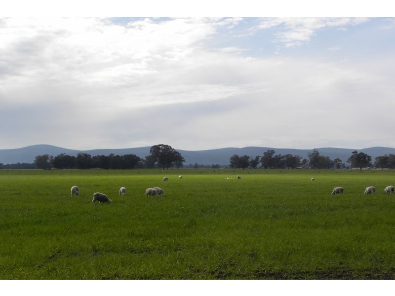 1199 Driftway Road, Quandialla NSW 2721