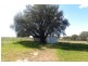 987 Scenic Road, Young NSW 2594