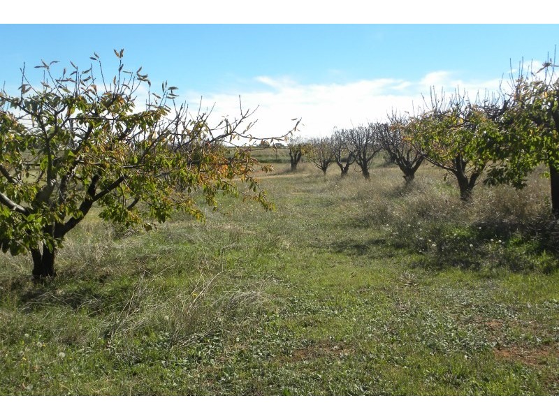 3845 Olympic Way Highway, Young NSW 2594