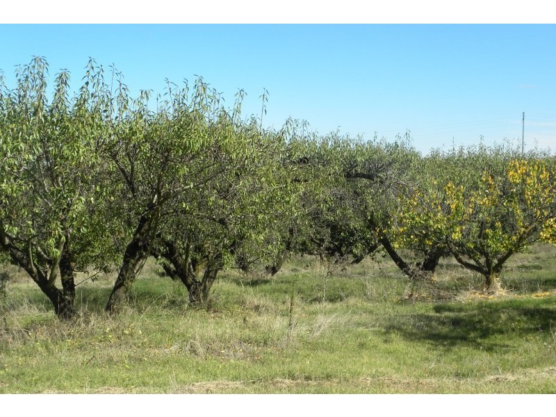 3845 Olympic Way Highway, Young NSW 2594