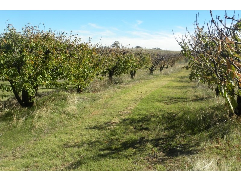 3845 Olympic Way Highway, Young NSW 2594