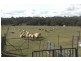 21 Pitstone Lane, Young NSW 2594