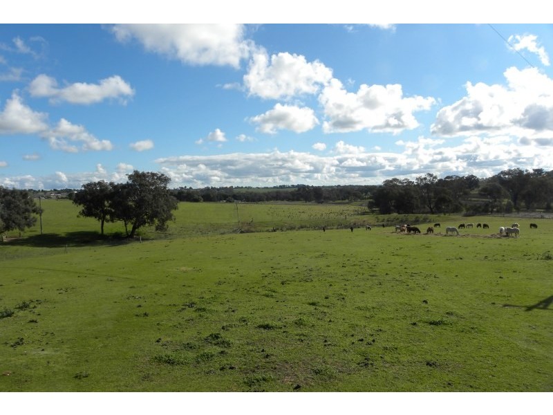 131 Jasprizza Lane, Young NSW 2594