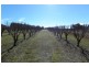 Lot 2,  Pine Road, Young NSW 2594