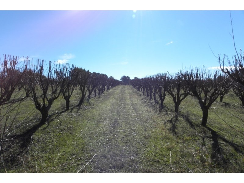 Lot 2 & 32 Pine Road, Young NSW 2594