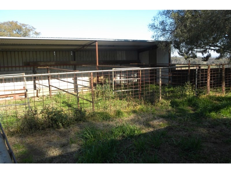 3967 Murringo Road, Young NSW 2594