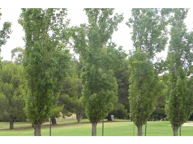 39  Fontenoy Street, Young NSW 2594