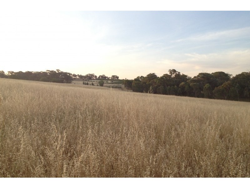 31 Levetts Road, Young NSW 2594