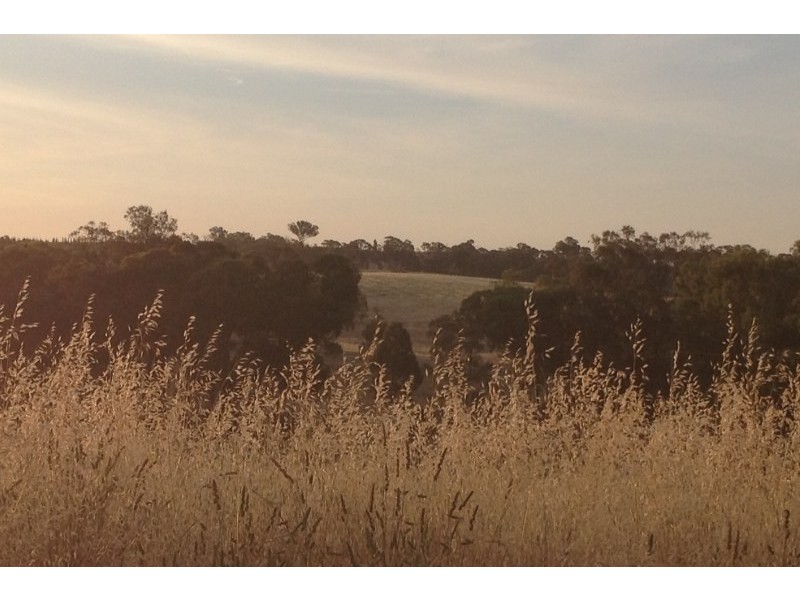 31 Levetts Road, Young NSW 2594