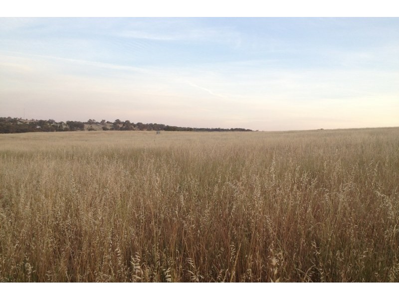 31 Levetts Road, Young NSW 2594