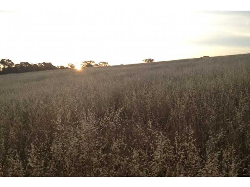 31 Levetts Road, Young NSW 2594