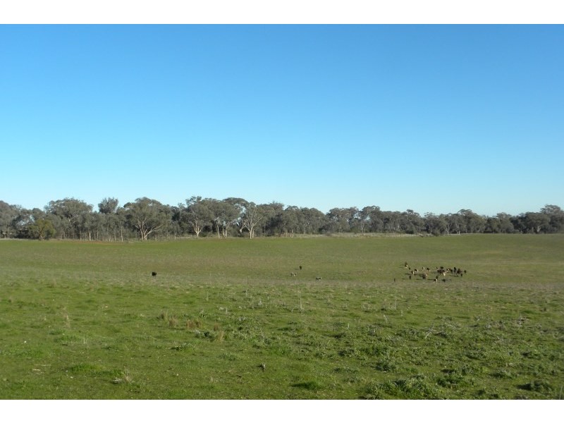 1058 Kingsvale Road, Young NSW 2594