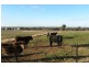 2700 Tubbul Road, Young NSW 2594
