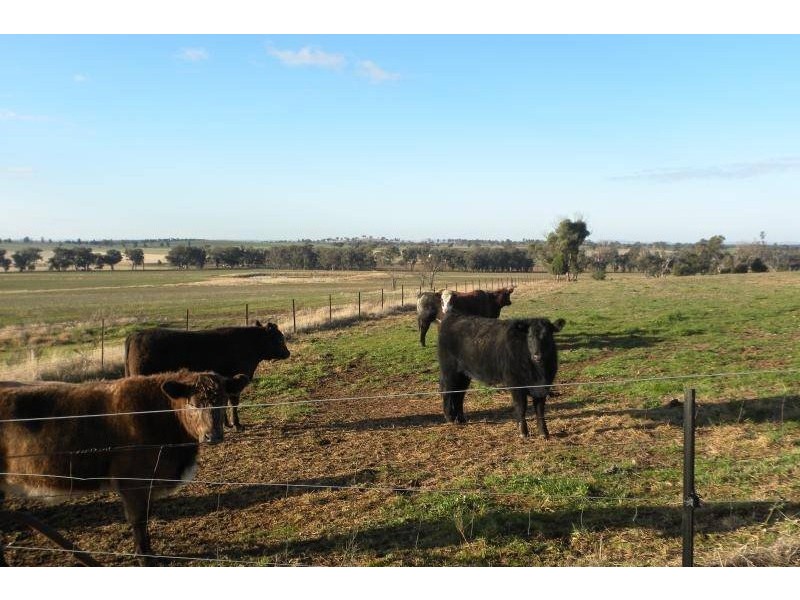 2700 Tubbul Road, Young NSW 2594