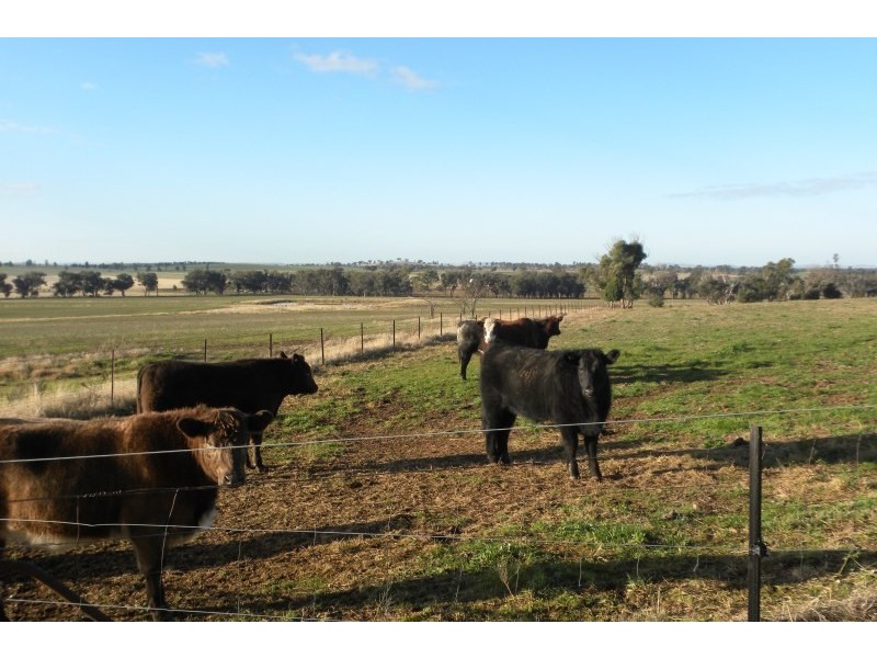 2700 Tubbul Road, Young NSW 2594