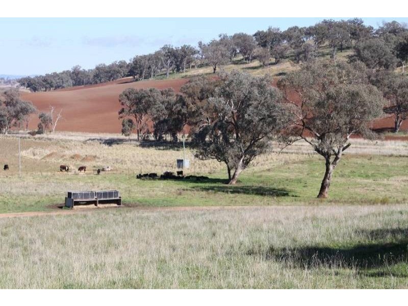 Old Gundagai Road, Cootamundra NSW 2590