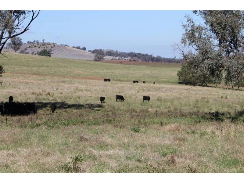 Old Gundagai Road, Cootamundra NSW 2590
