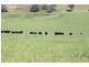 Old Gundagai Road, Cootamundra NSW 2590