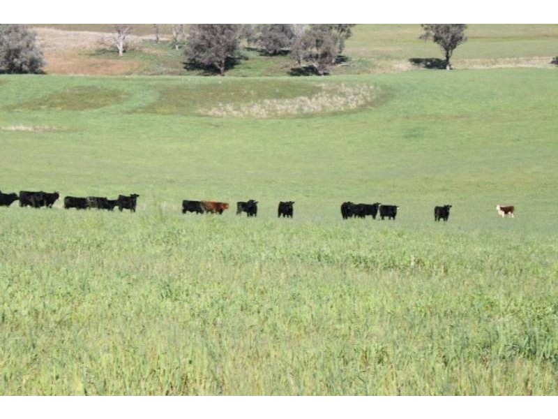 Old Gundagai Road, Cootamundra NSW 2590