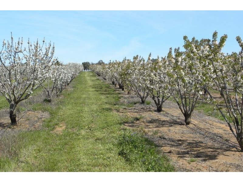 1247 Scenic Road, Young NSW 2594