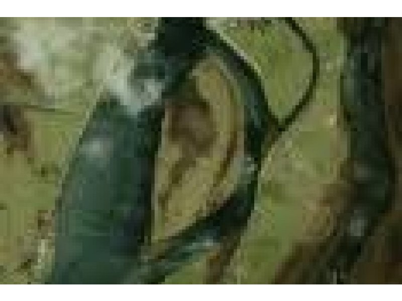 Pelican, Jerseyville NSW 2431