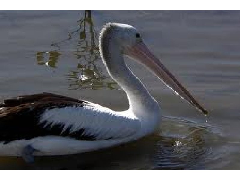 Pelican, Jerseyville NSW 2431