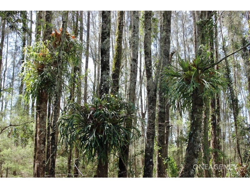 Lot 101, Maria River Road, Crescent Head NSW 2440