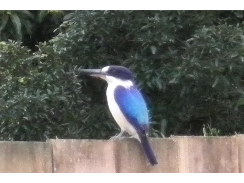 Ainscow Drive, Bentley Park QLD 4869