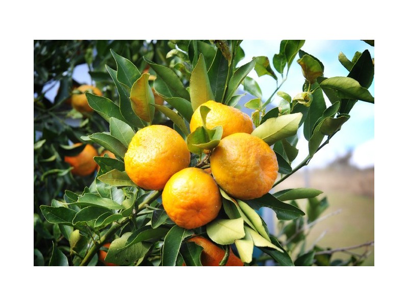 60 Radcliffe Road, Allandale QLD 4310