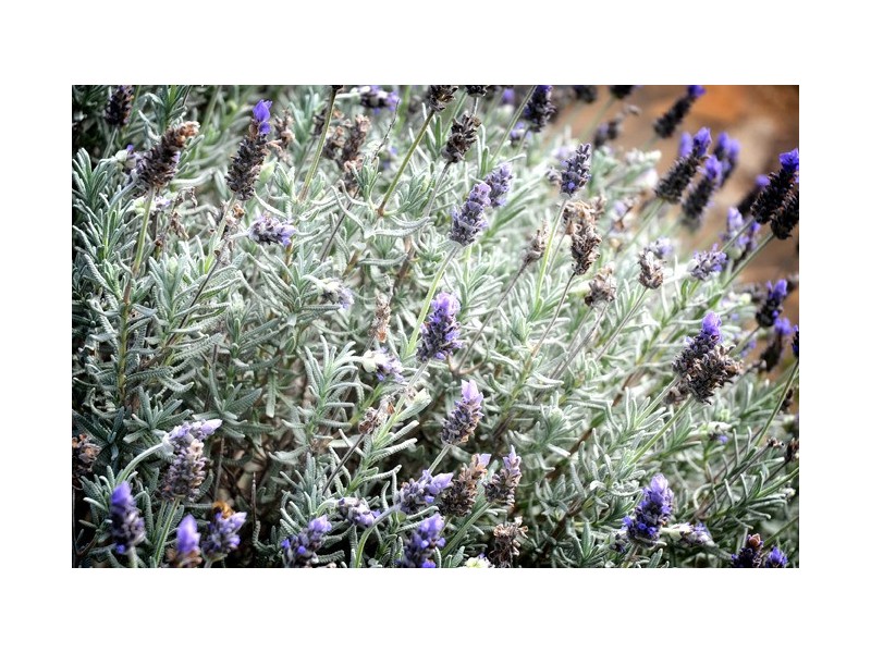 60 Radcliffe Road, Allandale QLD 4310