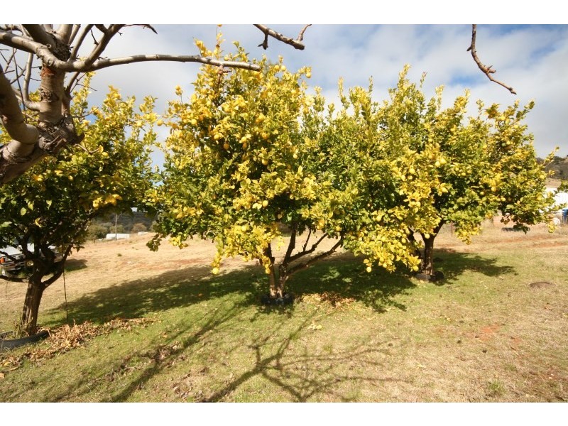 Mudgee NSW 2850