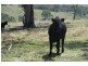 Mudgee NSW 2850