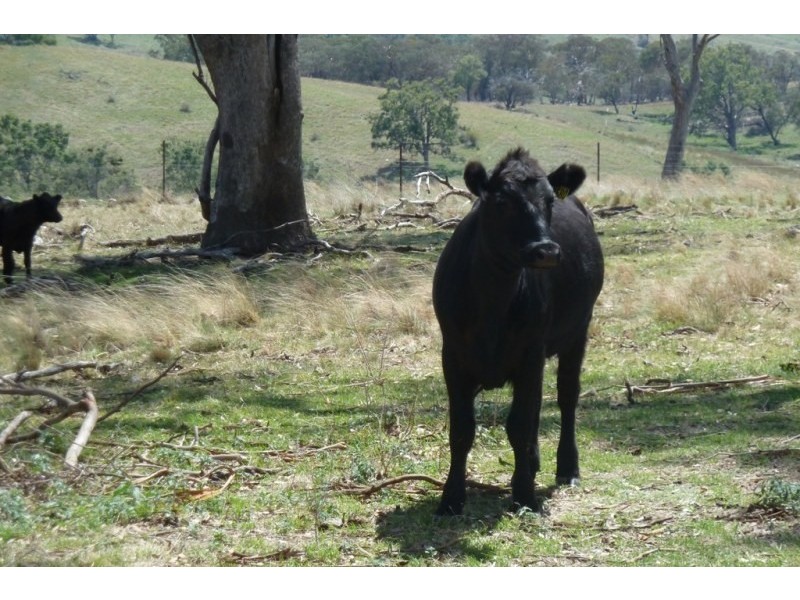 Mudgee NSW 2850