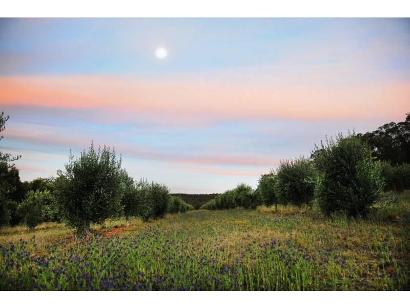 Tierney Lane, Mudgee NSW 2850