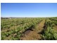 Mudgee NSW 2850