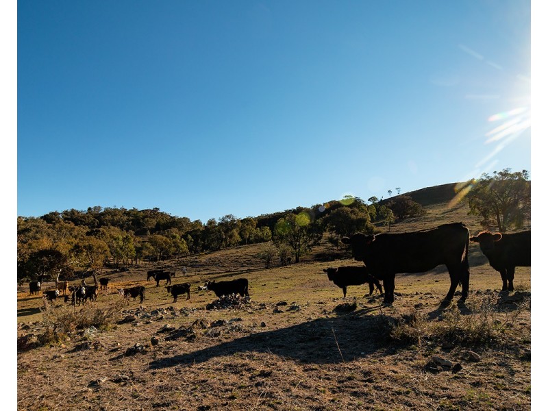 1243 Lower Piambong Road, Mudgee NSW 2850