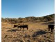 1243 Lower Piambong Road, Mudgee NSW 2850