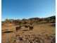 1243 Lower Piambong Road, Mudgee NSW 2850