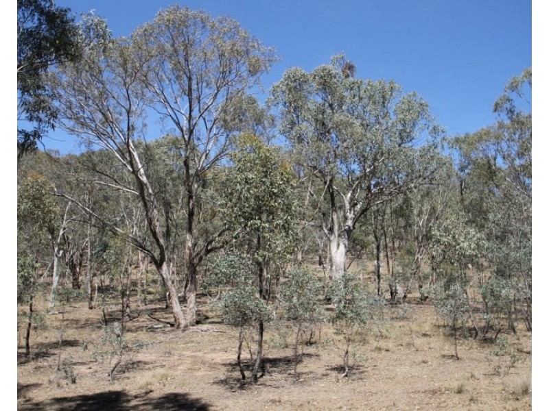 Lot 85, 411 Maitland Bar Road, Mudgee NSW 2850