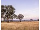 Broadhead Road, Mudgee NSW 2850