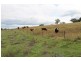 Wellington NSW 2820