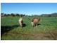 Wellington NSW 2820