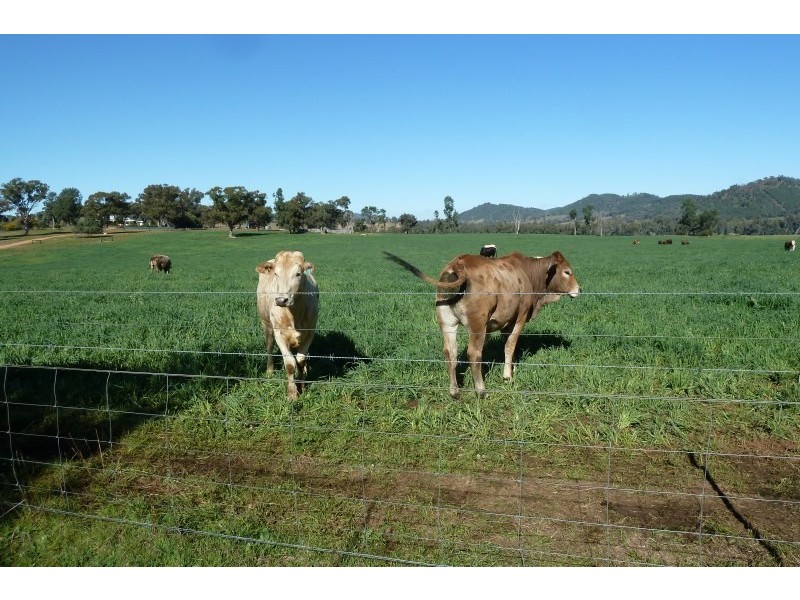 Wellington NSW 2820