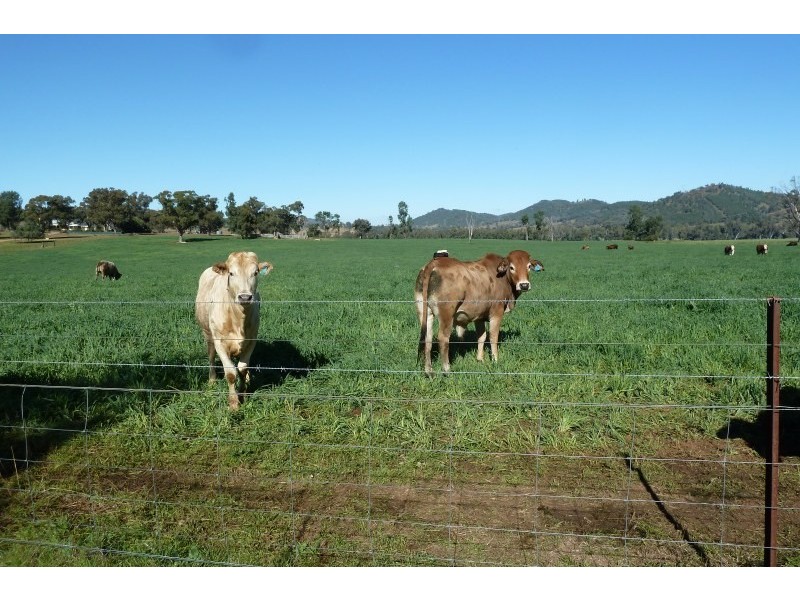 Wellington NSW 2820